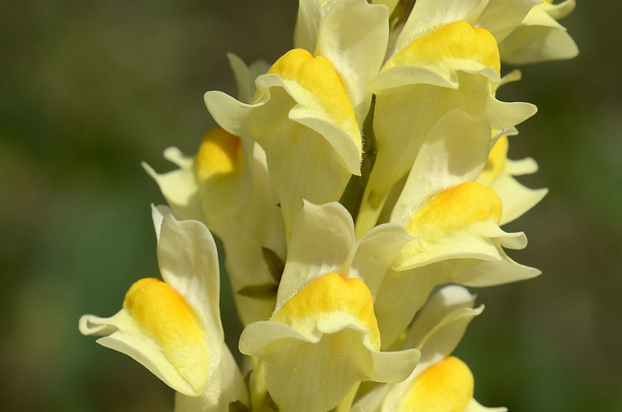 Linaria vulgaris